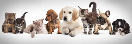 A group of playful puppies and kittens cuddled together, illustrating the importance of pet safety when using home fragrance products like wax melts.