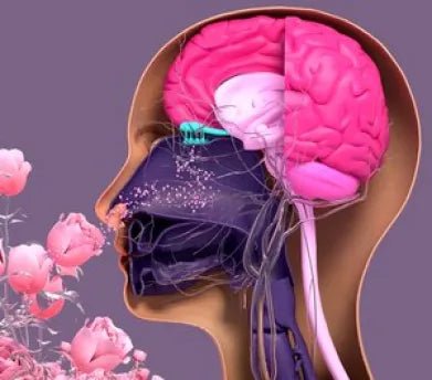 A cross-section of a human head illustrating the olfactory system (responsible for smell), with scent molecules from a flower traveling towards the nose, demonstrating how we perceive fragrance, as discussed in the blog post about nose blindness.