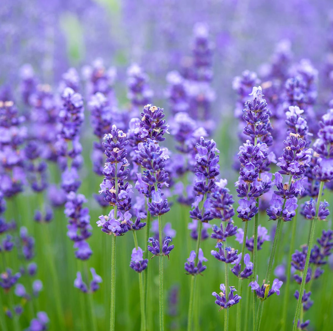 A field of blooming lavender flowers with purple blossoms and green stems., blog post details the chemistry of essential oils why lavender isn't just lavender. 